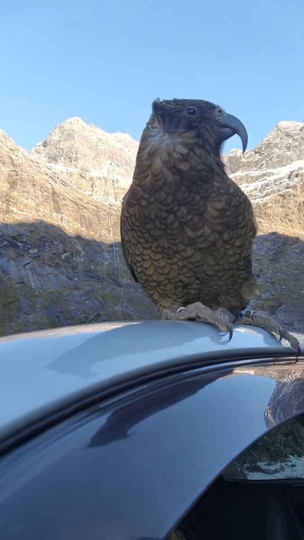 ドライブ中の車に着地した山岳オウム・カエ。強い風を受けて一緒にドライブを楽しんでくれている？？【海外・動画】