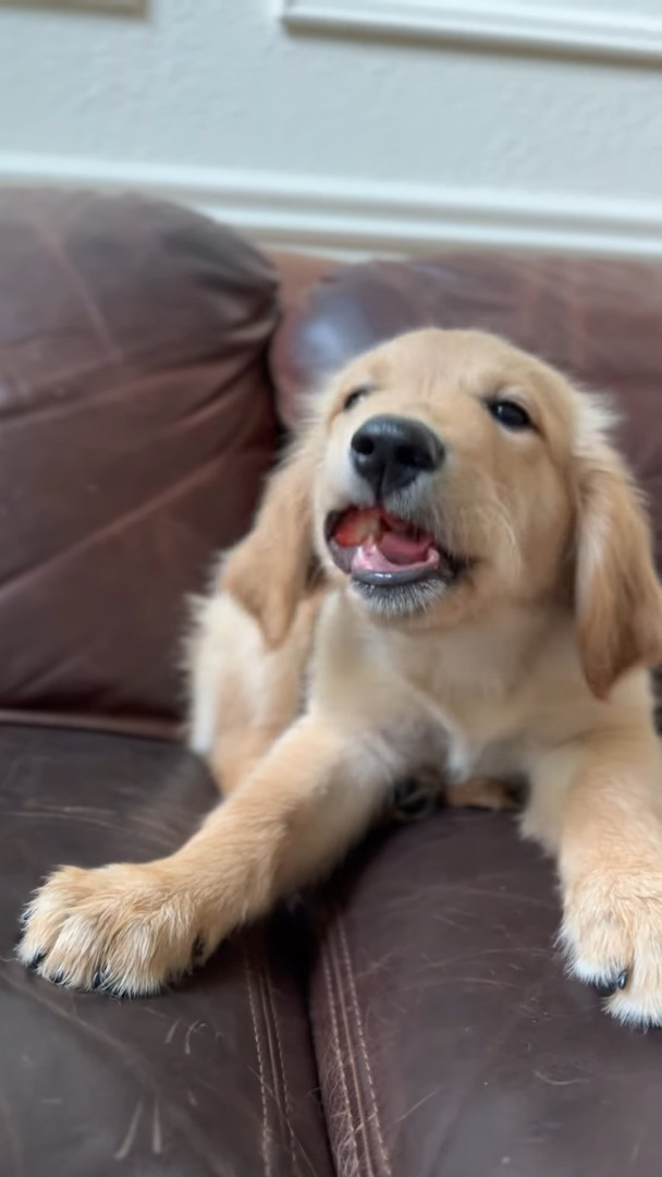 イチゴを頬張るゴールデンレトリバーの子犬。味わうようにちょっとずつモグモグする姿がかわいすぎ！！【アメリカ・動画】