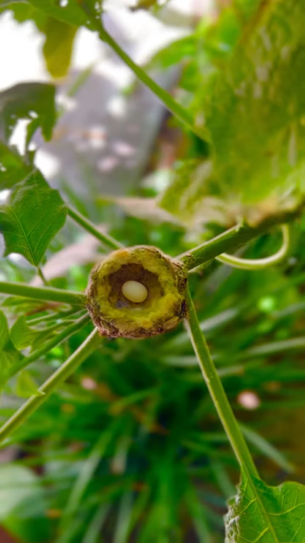 小さくて丸っこいこの物体は・・BB弾？昆虫の卵？？いいえ違います！ハチドリの卵です！！【アメリカ・動画】