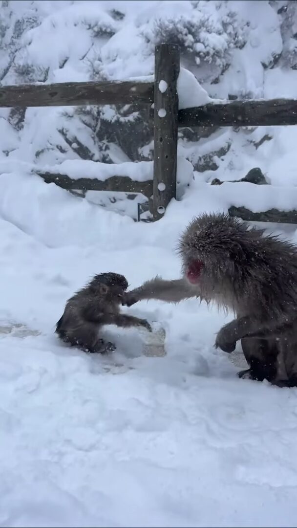 地獄谷野猿公苑で雪が降る中、温泉につかる野生のサルたち。ほっこりする光景に「美しい」「カワイイ」の声