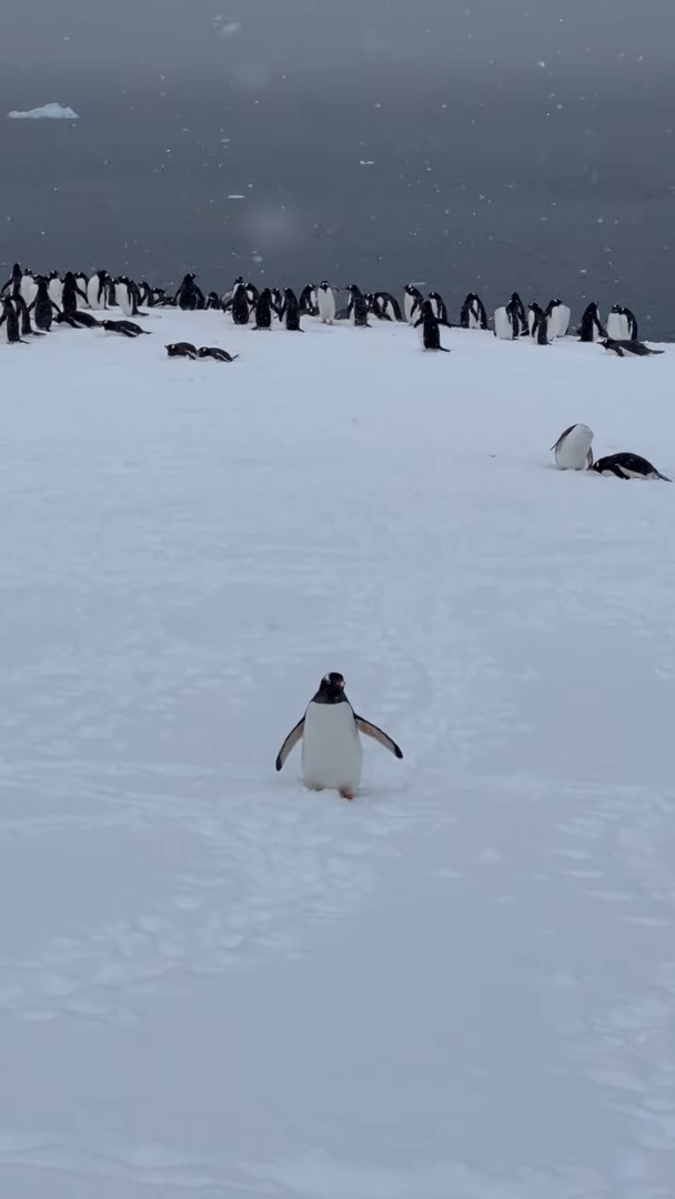 南極の雪原をスノーシューで探検するツアー客。そのあとを「一緒に連れてって」と追いかける一羽のペンギンの姿が！！