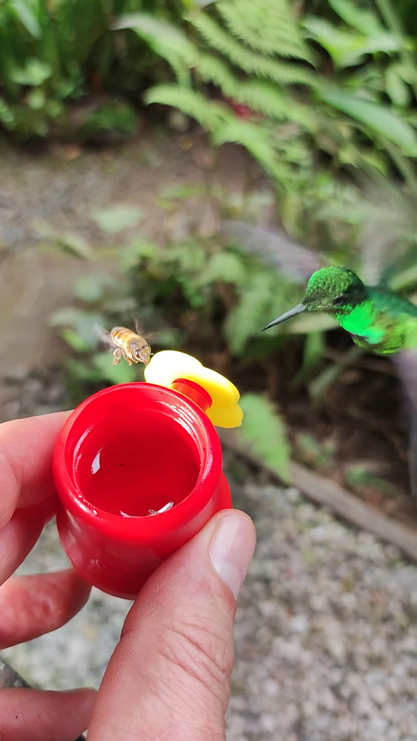 おやつをシェアする空飛ぶ生き物たち。ハチドリは飛んだまま上手におやつを楽しんでいますが、指にハチがとまっていますよ？！？！