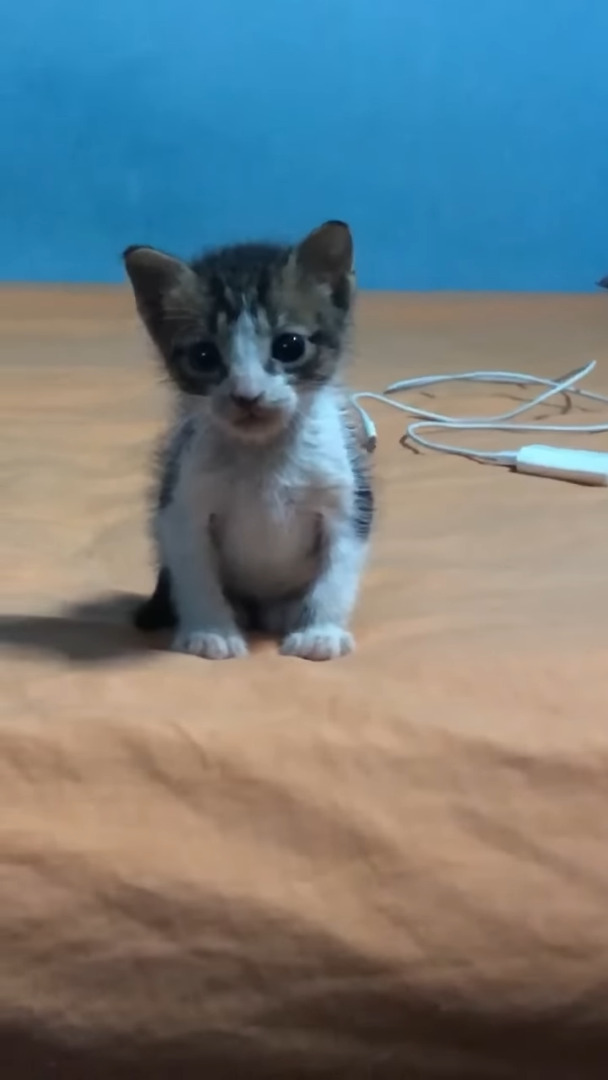 ベッドの上にちょこんと座って飼い主さんのことを待ってくれていた子猫。それが1年経つと・・【海外・動画】