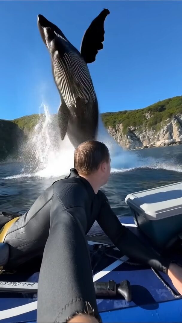 ホエールジャンプが近すぎる！？パドルボードの至近距離までやってきたクジラが驚きのジャンプ！！【海外・動画】