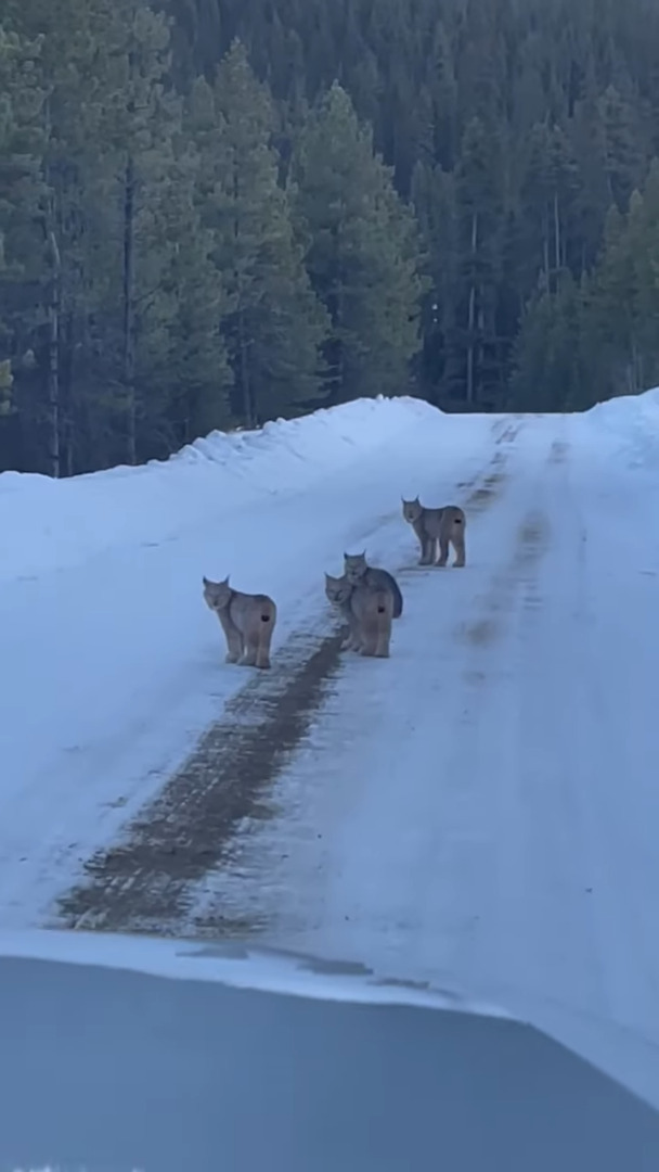 雪道を仲良く散歩していた『ある動物の親子』。猫にしては妙に足が太いと思ったら、正体はなんと・・！！【海外・動画】