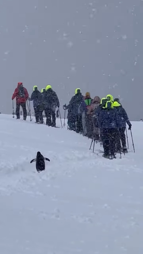 南極の雪原をスノーシューで探検するツアー客。そのあとを「一緒に連れてって」と追いかける一羽のペンギンの姿が！！