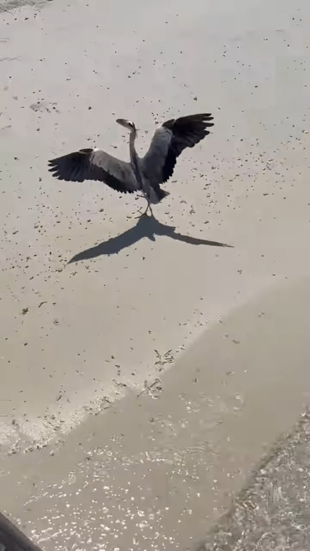 小さな魚をサメが猛追！海底が透けて見えるほど美しいモルディブの海で目撃されたまさかの捕食活動は、さらに意外な結末を迎えました！！