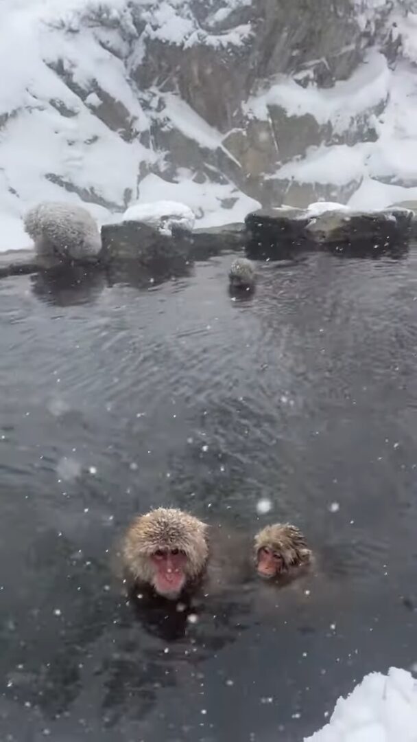 地獄谷野猿公苑で雪が降る中、温泉につかる野生のサルたち。ほっこりする光景に「美しい」「カワイイ」の声