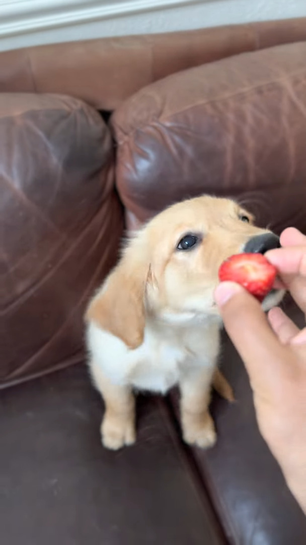 イチゴを頬張るゴールデンレトリバーの子犬。味わうようにちょっとずつモグモグする姿がかわいすぎ！！【アメリカ・動画】