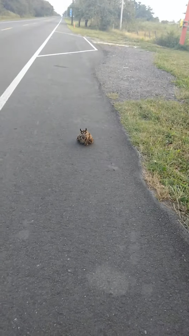 ハイウェイの脇に着地したフクロウ。この子が道路を横切ろうと飛翔した次の瞬間、ヒヤッとする事態が！！【海外・道路】