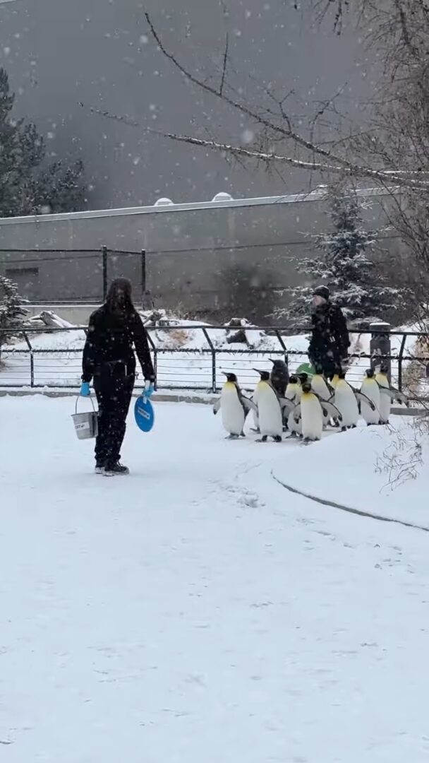 よちよち歩きで行進するキングペンギンたち。かわいい行列の中にはモフモフ赤ちゃんの姿も！！【海外・動画】