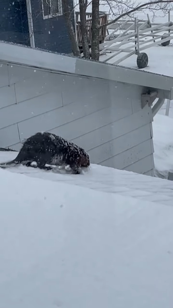 雪が積もったその日、屋根の上にいたのは・・カナダのシンボルとして知られる『あの動物』でした！！【海外・動画】