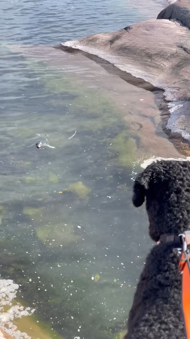 海岸を愛犬と散歩していたらまさかの出会いが！水面から顔を覗かせて挨拶してくれたその動物とは！？【海外・動画】