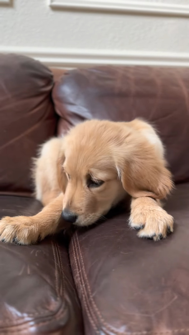 イチゴを頬張るゴールデンレトリバーの子犬。味わうようにちょっとずつモグモグする姿がかわいすぎ！！【アメリカ・動画】