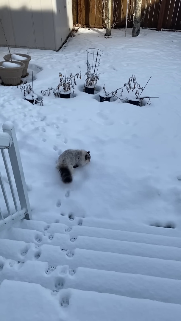 雪が降った後、裏庭に向かっていった3匹の猫。2匹はまっさらな雪の上に足跡をつけながら進んでいきますが、もう1匹は・・