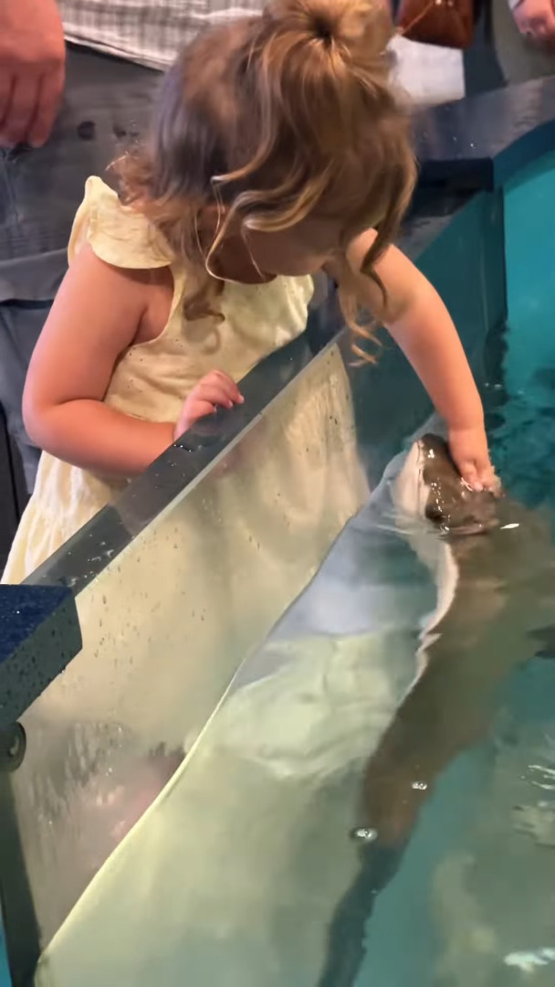 エイが「いい子いい子」とナデナデしてもらって喜んでる!?水族館のエイと女の子の交流にほっこり!!【アメリカ・動画】