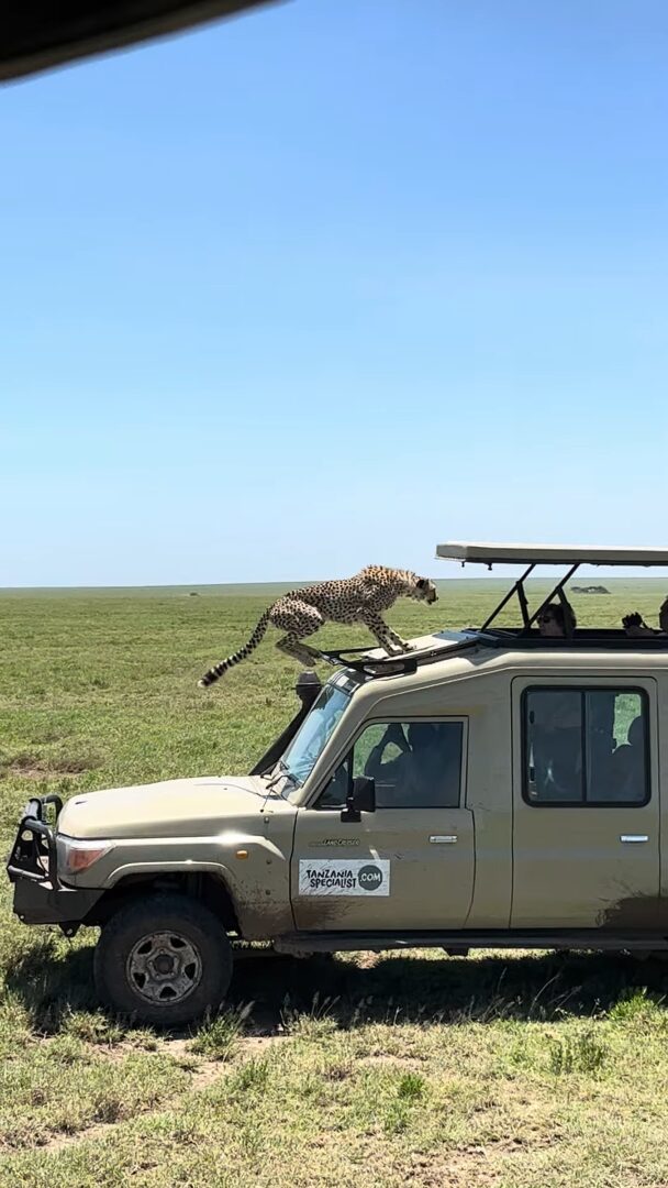 サファリツアー中の車のボンネットにチーターが！しかもさらに驚きの行動に！！