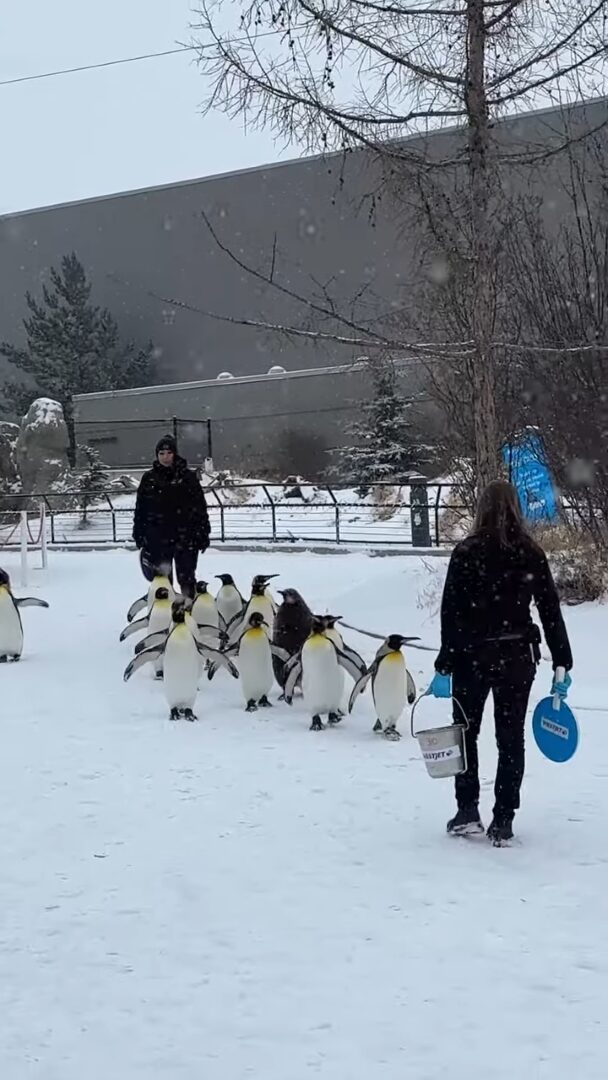 よちよち歩きで行進するキングペンギンたち。かわいい行列の中にはモフモフ赤ちゃんの姿も！！【海外・動画】