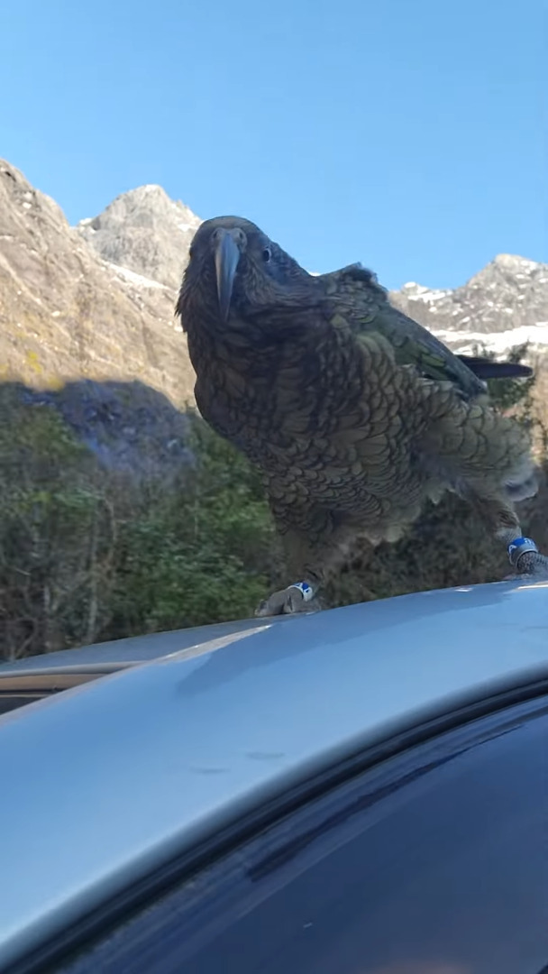 ドライブ中の車に着地した山岳オウム・カエ。強い風を受けて一緒にドライブを楽しんでくれている？？【海外・動画】