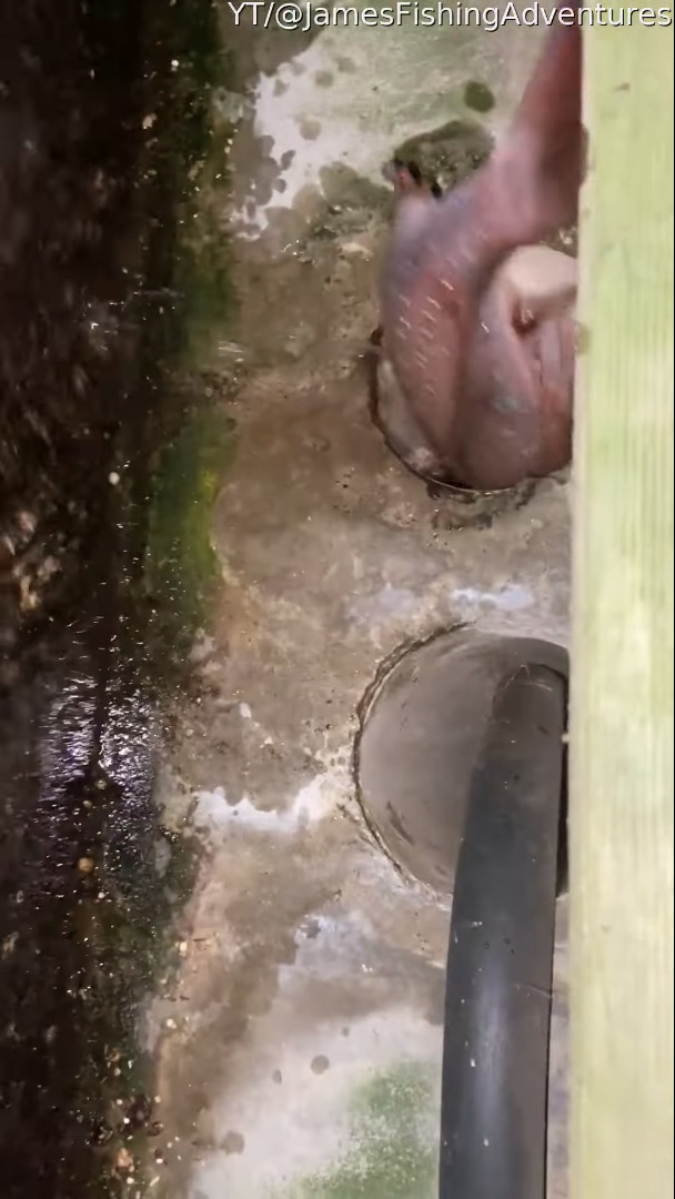 野生下で生きる動物のたくましさに感服。魚をゲットしたネズミは安全にゆっくり食事をするためか、どこかへと魚を運んでいきました・・