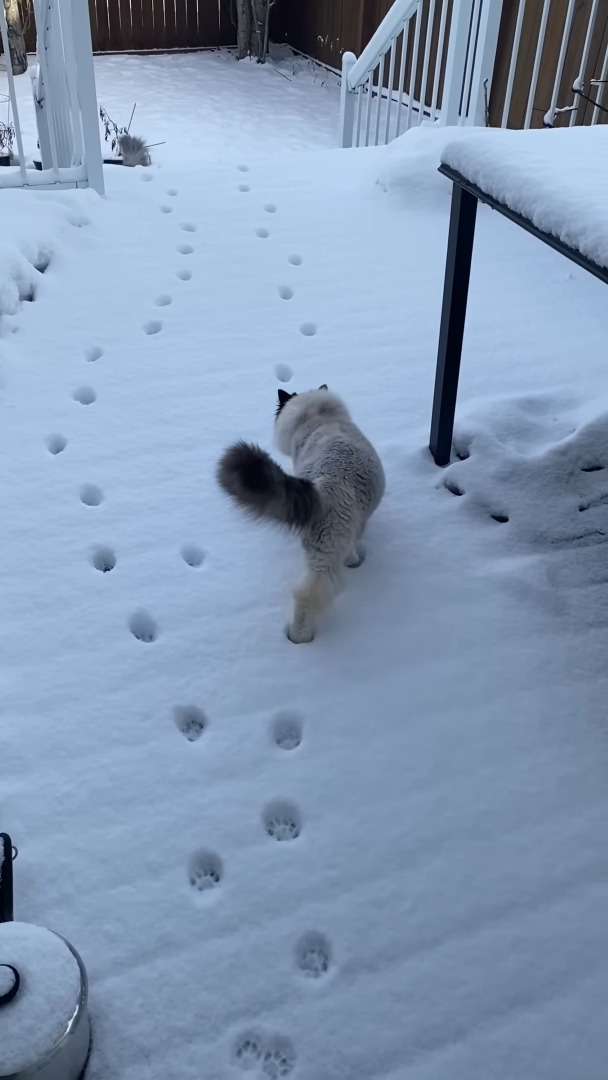 雪が降った後、裏庭に向かっていった3匹の猫。2匹はまっさらな雪の上に足跡をつけながら進んでいきますが、もう1匹は・・