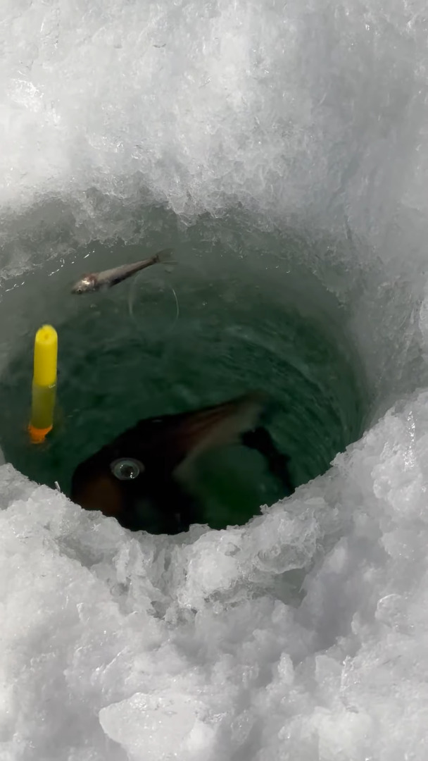 アイスフィッシングをしていたら魚が釣れた・・ではなく、穴の中から珍しいお客さんが姿を現した！その正体とは・・？？【アメリカ・動画】