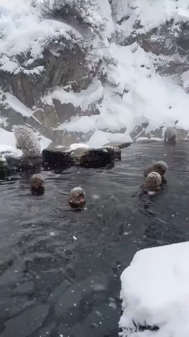 地獄谷野猿公苑で雪が降る中、温泉につかる野生のサルたち。ほっこりする光景に「美しい」「カワイイ」の声