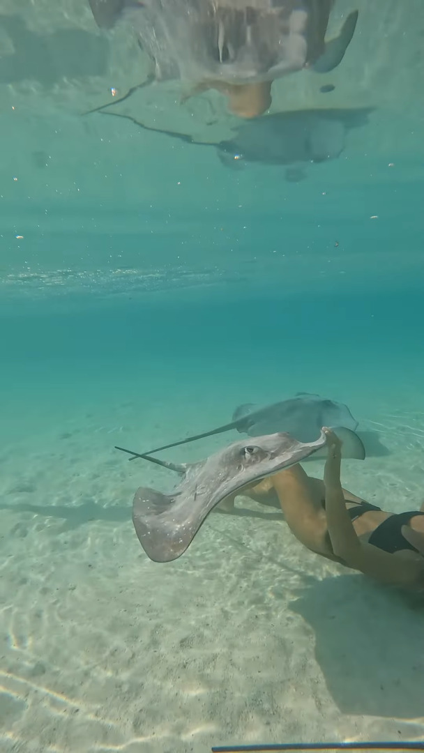 透明度が非常に高いモーレア島の浅瀬の海に潜る女性。その周りを取り囲むように泳いでいるのは、あの危険な海洋生物たち？！【海外・動画】