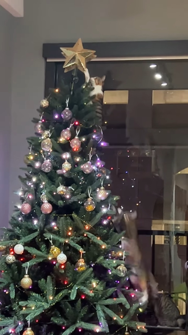 クリスマスツリーにのぼった子猫。この子はひときわ輝く『あのアイテム』にが気になるようで・・【アメリカ・動画】
