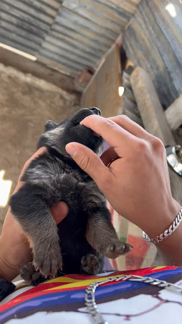 子犬になんとかお薬を飲んでもらった結果。飲み込んでくれたのでこれで一安心と思いきや・・！！【海外・動画】