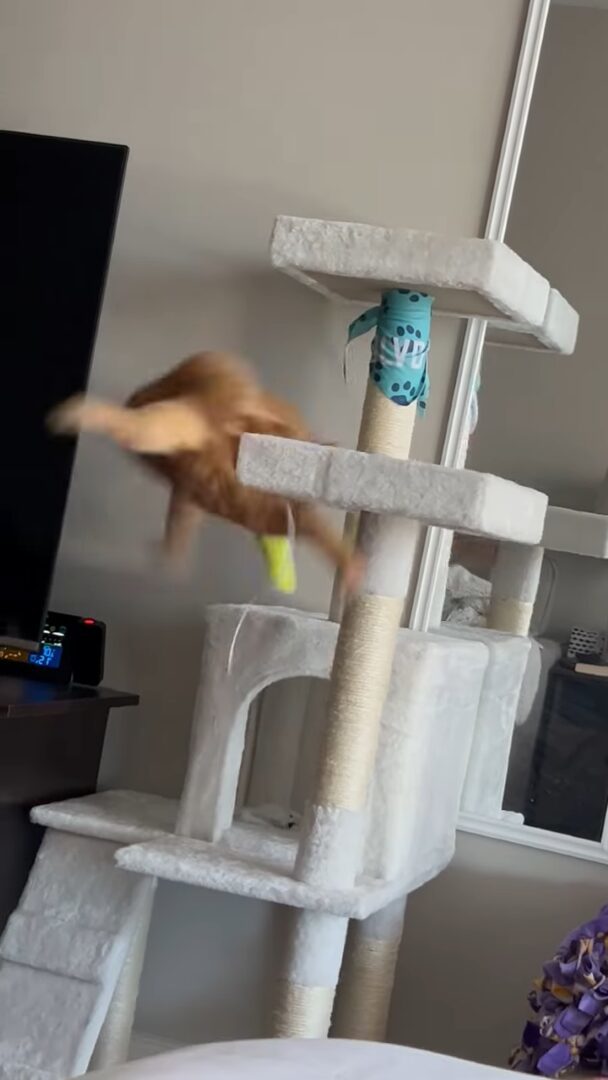 遊んでいた猫にハプニング発生！キャットタワーの上でオモチャに夢中になっていたら・・【アメリカ・動画】