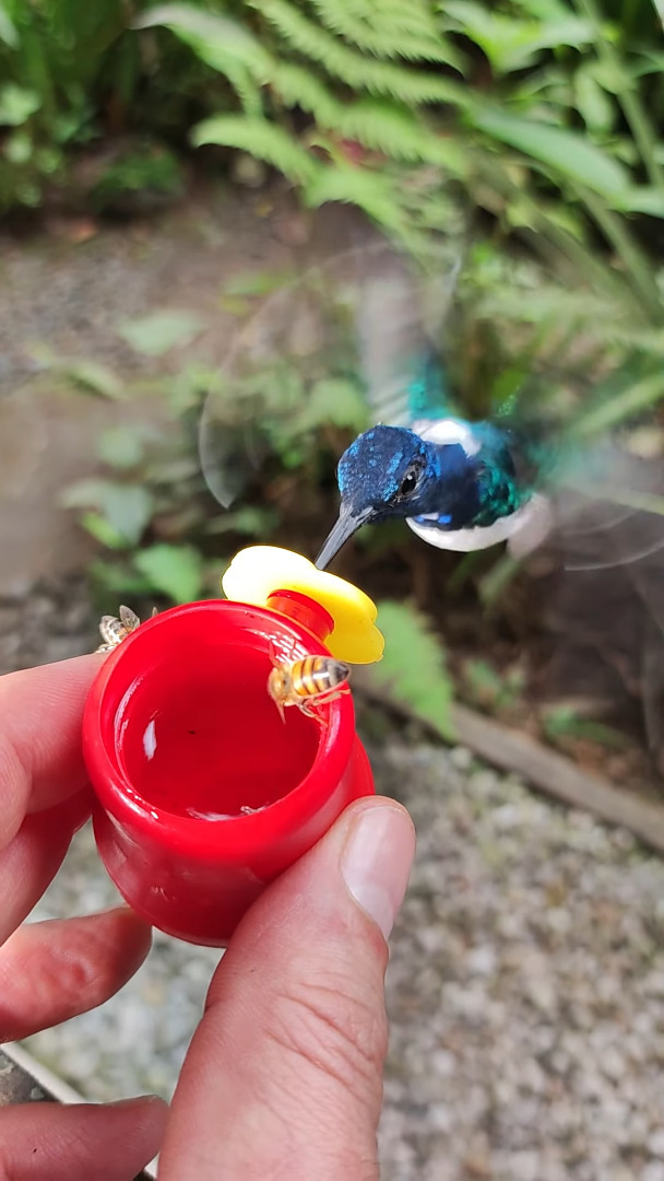 おやつをシェアする空飛ぶ生き物たち。ハチドリは飛んだまま上手におやつを楽しんでいますが、指にハチがとまっていますよ？！？！