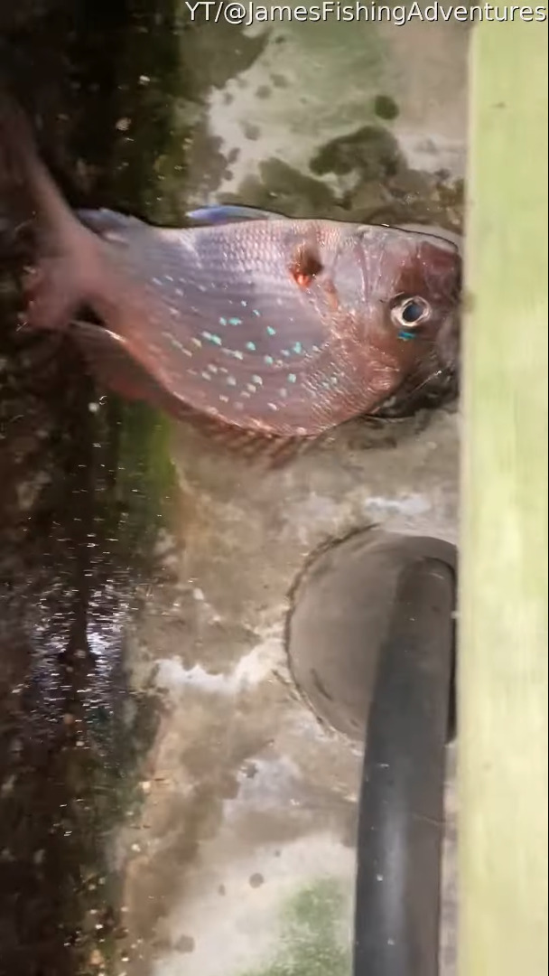 野生下で生きる動物のたくましさに感服。魚をゲットしたネズミは安全にゆっくり食事をするためか、どこかへと魚を運んでいきました・・