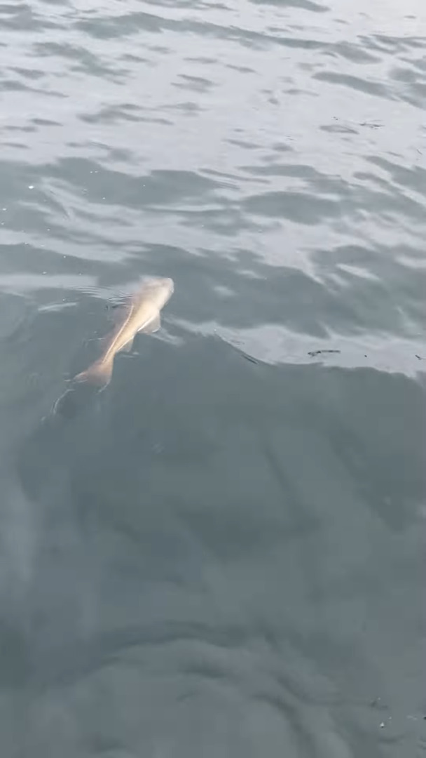 ド、ドロボー！！せっかく釣り上げたと思ったら大きな魚に獲物を横取りされちゃった