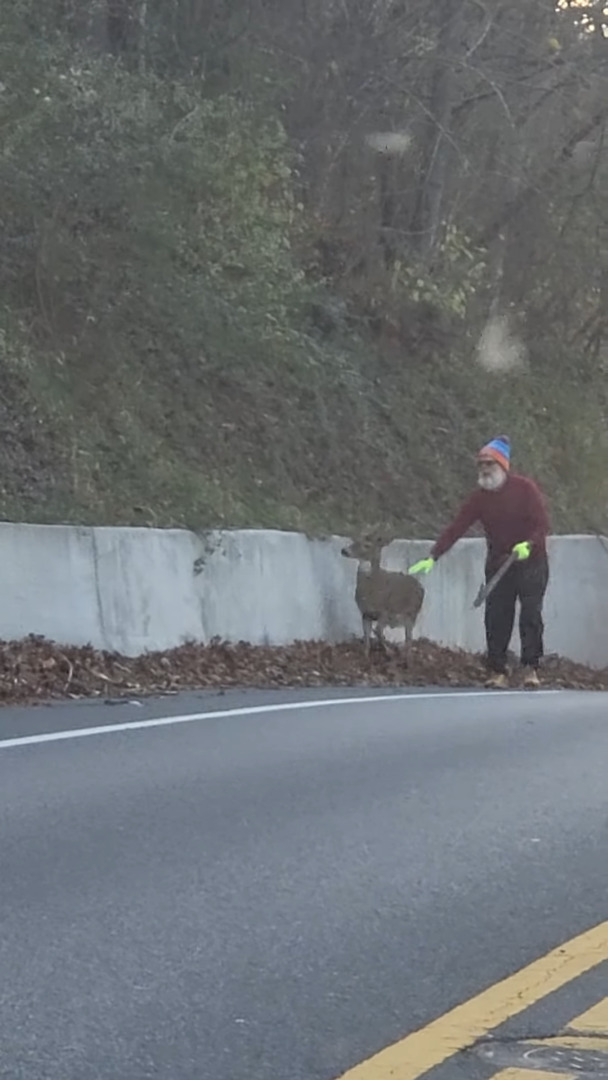 道路の端で鹿を誘導するヒゲをたくわえた男性。その光景は、サンタさんがクリスマスにソリを曳いてくれる子の勧誘をしているようでした!!
