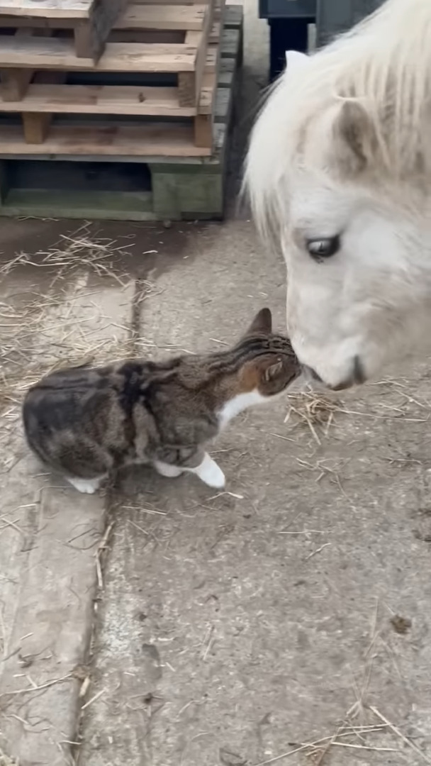 頭をスリスリ寄せて甘える猫。そのお相手は・・、自分よりも体がずっと大きなお友達です！！【海外・動画】