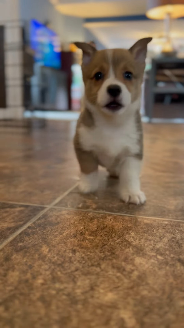 コーギーの子犬はカメラが気になる？かわいい足音を立てながらやってくる姿の癒やし力が高すぎる！！【アメリカ・動画】