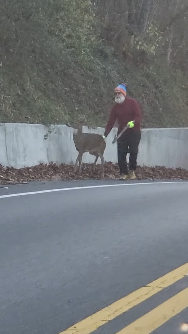 道路の端で鹿を誘導するヒゲをたくわえた男性。その光景は、サンタさんがクリスマスにソリを曳いてくれる子の勧誘をしているようでした!!