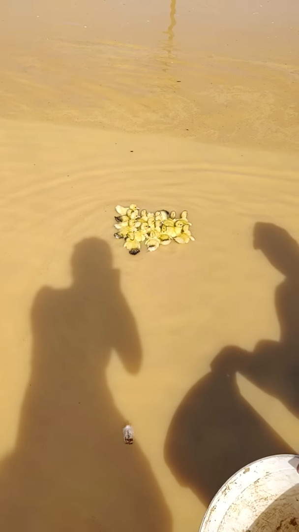 生まれて初めて水に飛び込むカルガモのヒナたち。その姿を見て、お母さんも迎えにやって来ましたよ！