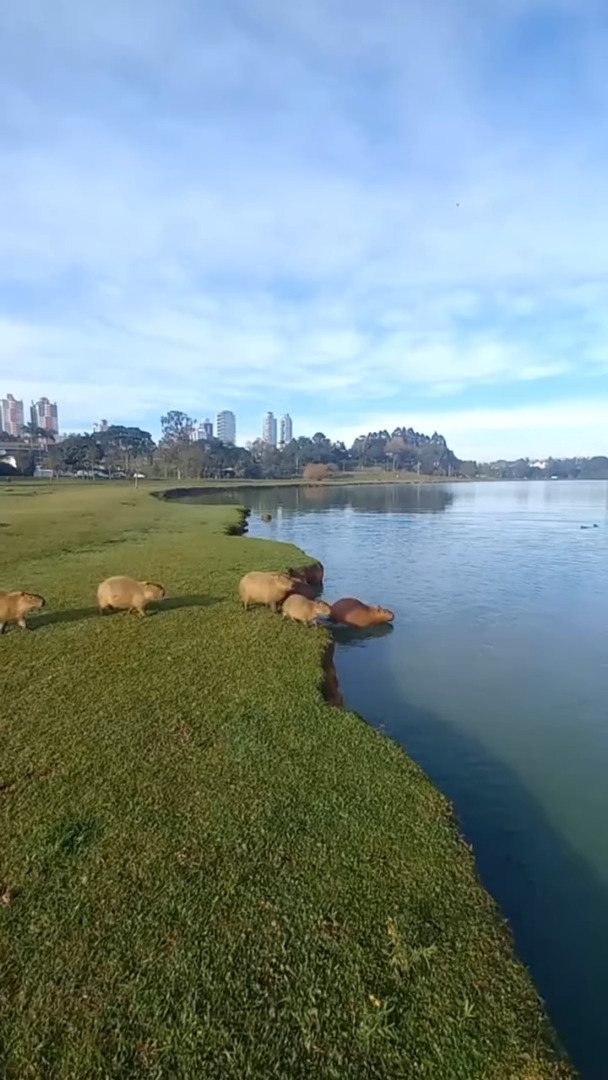 カピバラが行列を作って水へドボンと飛び込んでいく！ブラジルの公園で目撃されたかわいい光景【海外・動画】