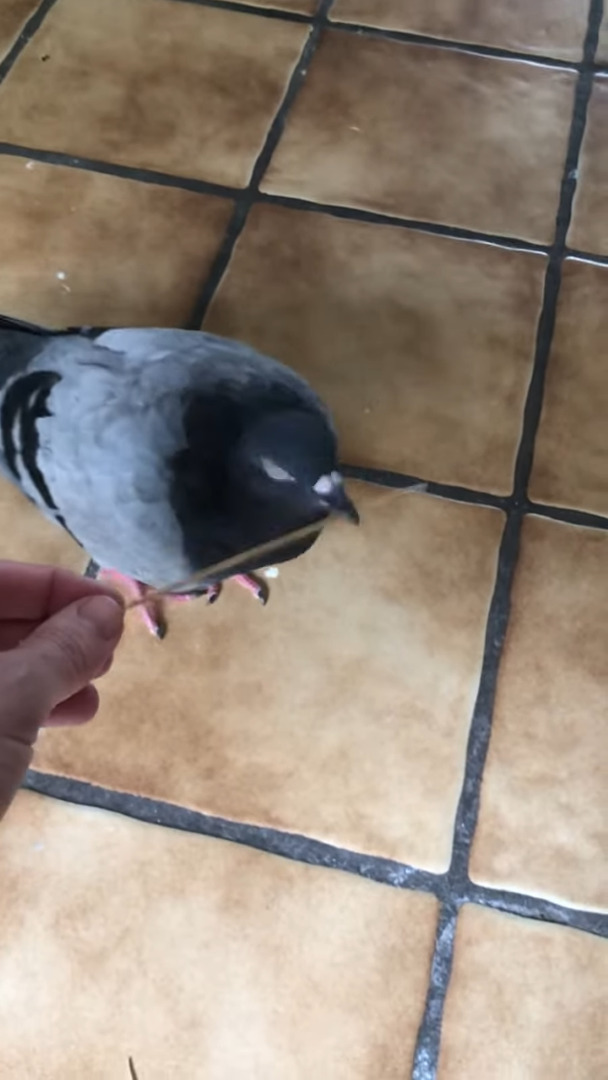 もらった枝を口にくわえてどこかに向かう鳩。実はこの枝、鳩にとって大至急欲しい物だったんです！！