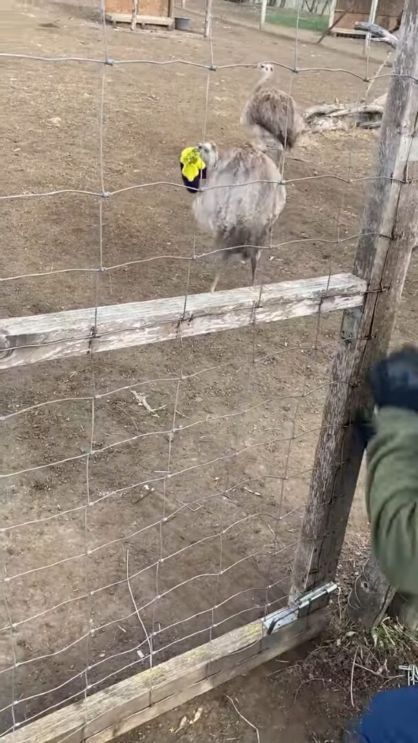 突然始まったダチョウと男性の追いかけっこ。ニット帽を奪ったダチョウが走る！走る！！【海外・動画】