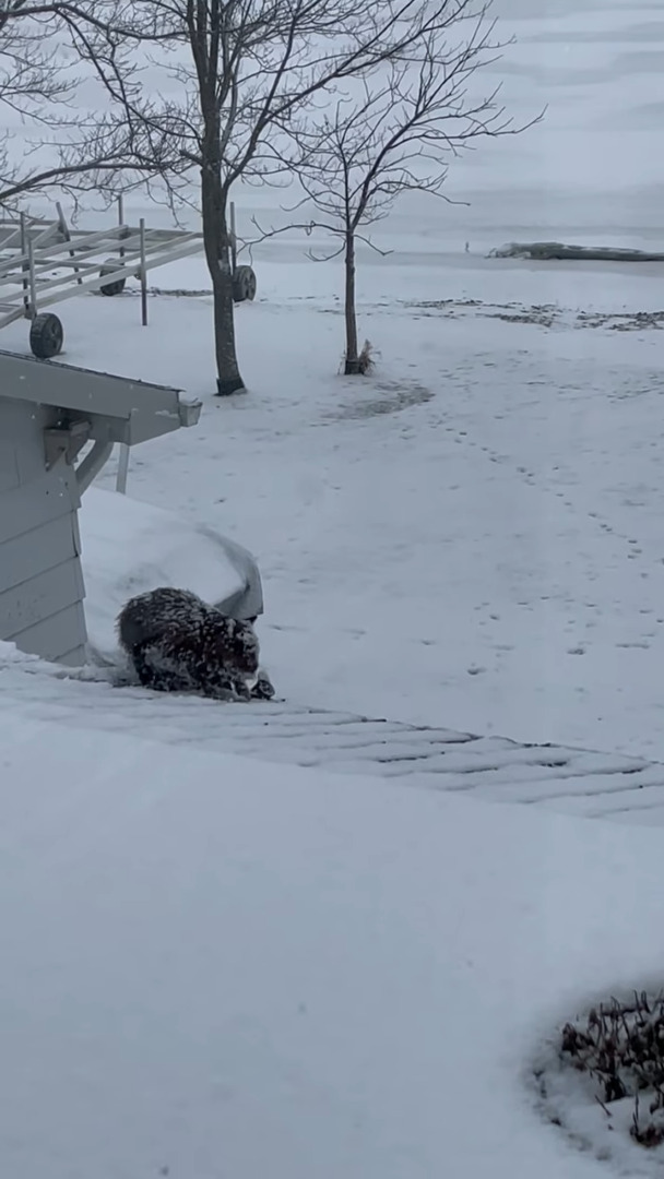 雪が積もったその日、屋根の上にいたのは・・カナダのシンボルとして知られる『あの動物』でした！！【海外・動画】