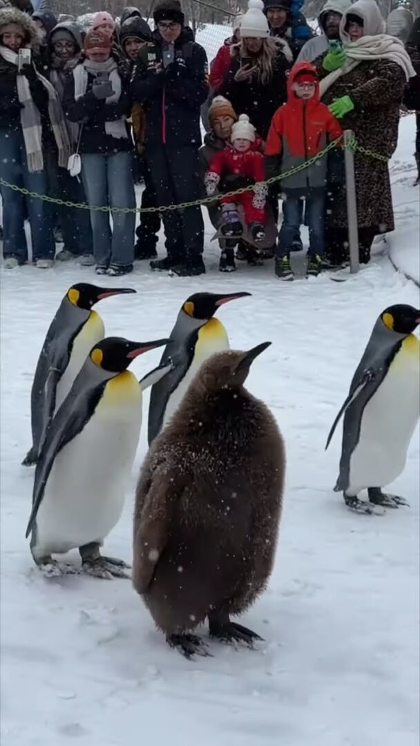 よちよち歩きで行進するキングペンギンたち。かわいい行列の中にはモフモフ赤ちゃんの姿も！！【海外・動画】