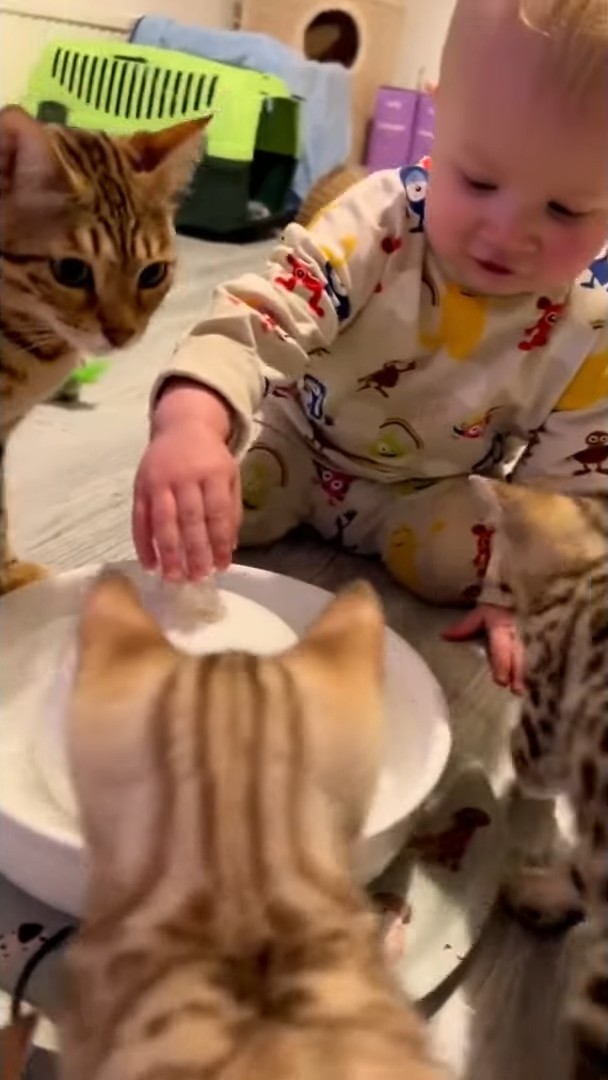 まるで子猫が赤ちゃんに水遊びの仕方を教えてあげているみたい!みんなで水飲み場を囲む姿にほっこり