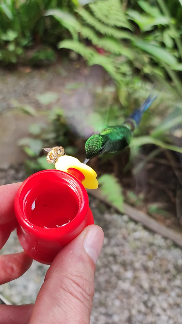 おやつをシェアする空飛ぶ生き物たち。ハチドリは飛んだまま上手におやつを楽しんでいますが、指にハチがとまっていますよ？！？！