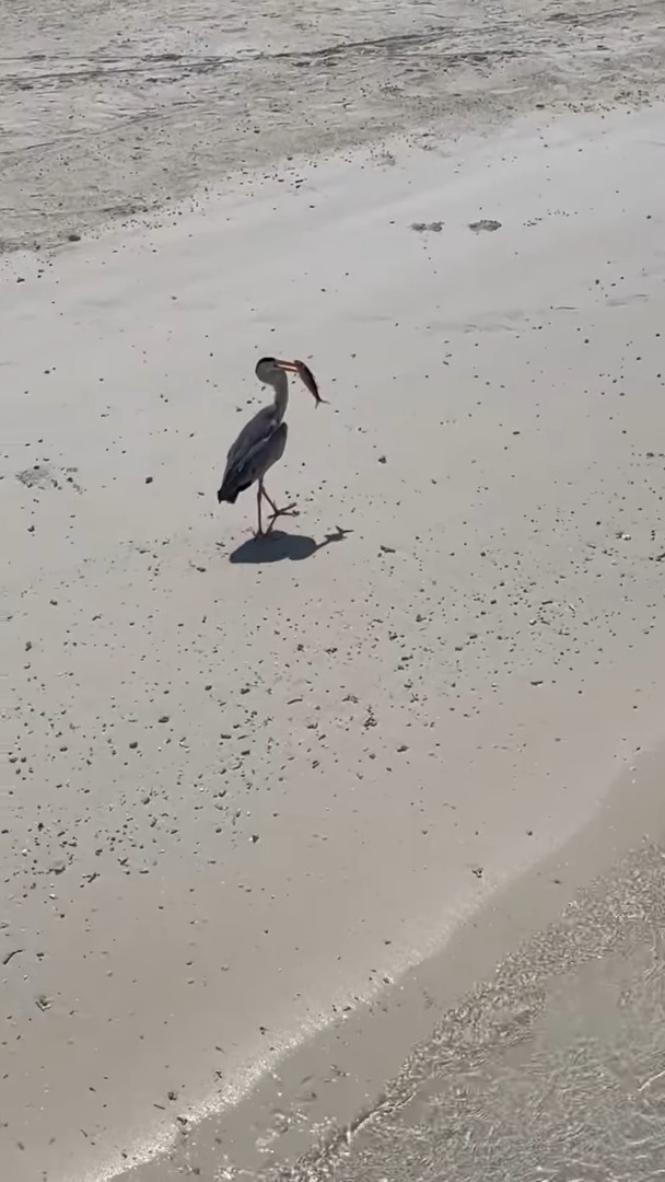 小さな魚をサメが猛追！海底が透けて見えるほど美しいモルディブの海で目撃されたまさかの捕食活動は、さらに意外な結末を迎えました！！