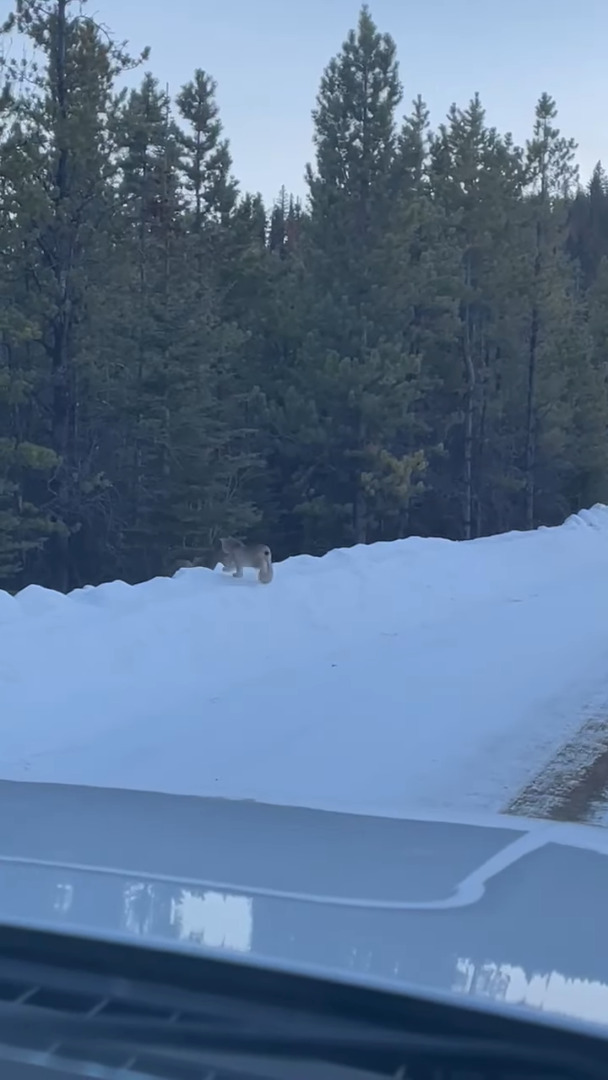 雪道を仲良く散歩していた『ある動物の親子』。猫にしては妙に足が太いと思ったら、正体はなんと・・！！【海外・動画】