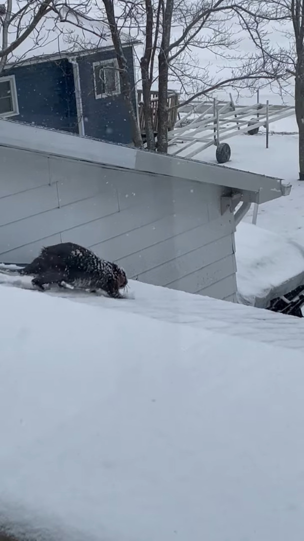 雪が積もったその日、屋根の上にいたのは・・カナダのシンボルとして知られる『あの動物』でした！！【海外・動画】