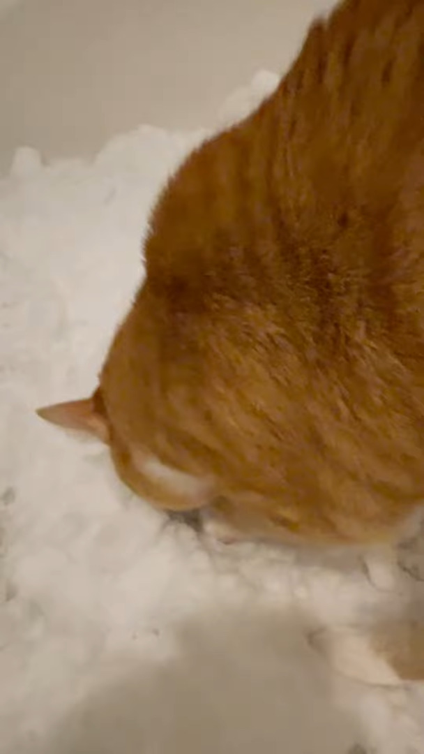 室内飼いしている猫たちのために、外から雪を運んできた飼い主さん。猫たちは雪を気に入ってくれるでしょうか？？